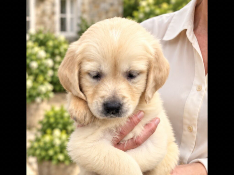 Beautiful RKC registered golden retrievers