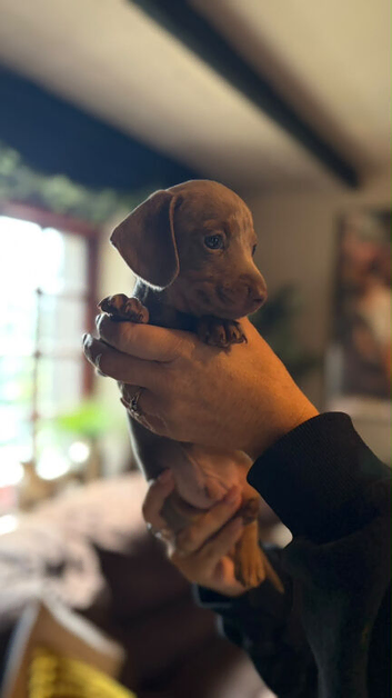 1 IsabellaminiatureDachshundpups