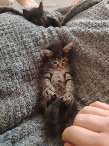 Fluffy kittens ready to leave