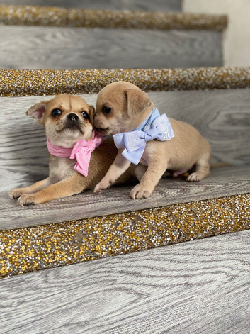 Chihuahua puppies 1 boy1girl
