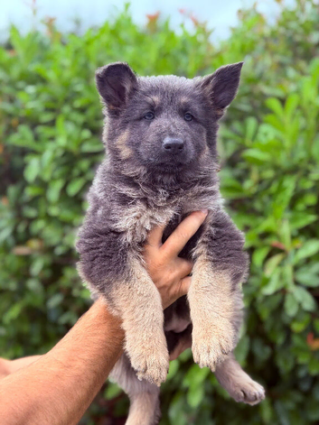 2 x KC Registered Blue & Tan German Shepherd Puppies