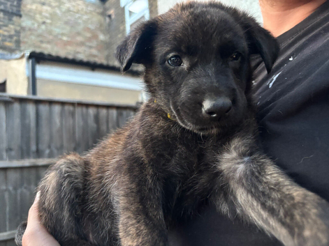 Dutch X German Shepherd puppies