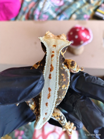 Lily white crested gecko