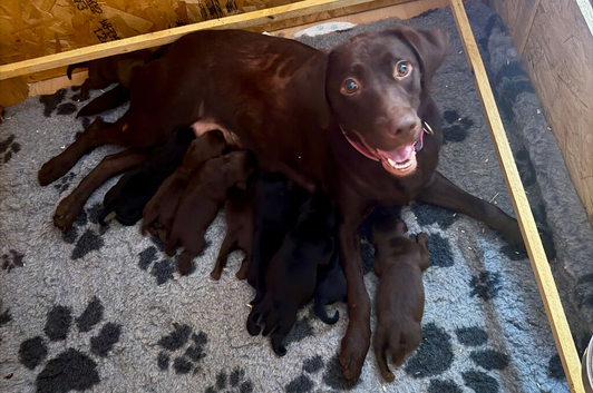 Beautiful Lab pups