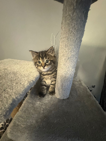 Super cute kittens