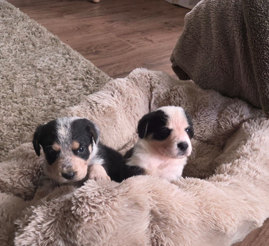 Adorable Cocker Cross Collie Puppies Looking for Loving Homes!