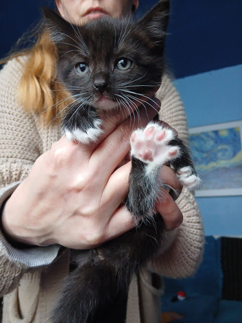 Kittens ready for forever homes