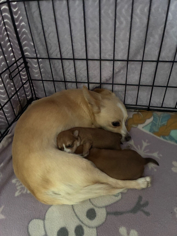 1 male Chorkie available.