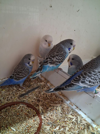 Baby Budgies