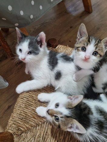 3 Kittens for Sale Pickup Available