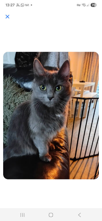 Kittens