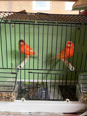 Red factor canaries