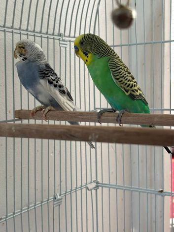 Budgies for sale