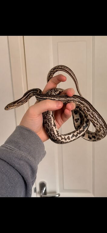 female corn snake