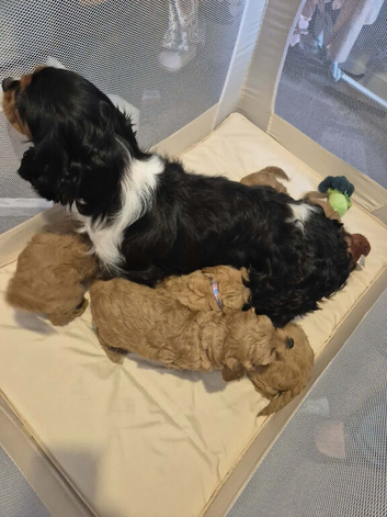 Cavapoo puppies