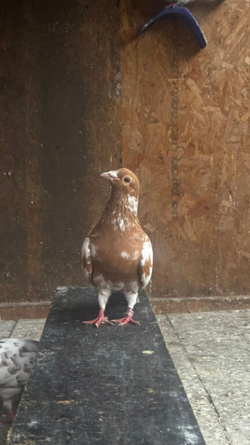 Mullenium pigeon