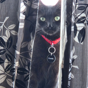 Cat rehoming