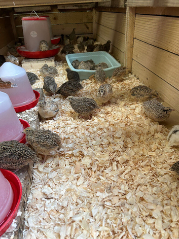Coturnix quail