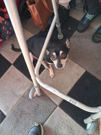 10 year old chihuahua boy