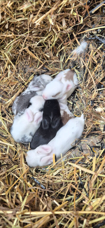 3 baby bunnies