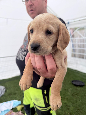 Stunning Cockerdors - 4 girls left to reserve