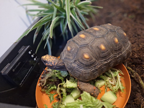 Redfoot tortoise