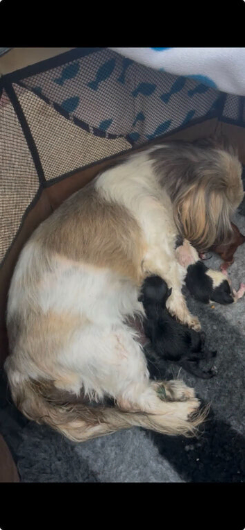 Imperial Shih Tzu puppies