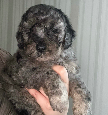 F1B Toy cockapoo merle male