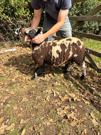 Dutch sheep grade 2 and 3