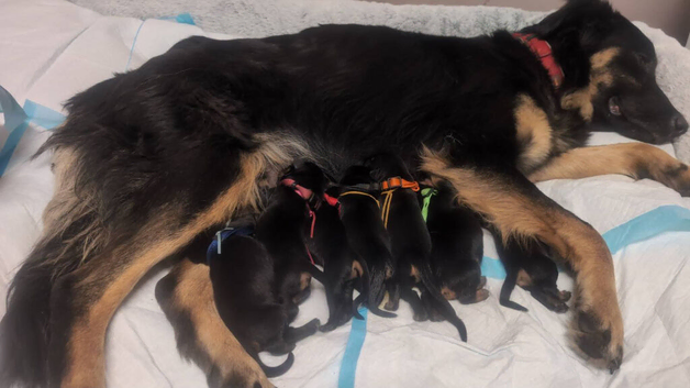 Beautiful FB1 Rottweiler puppys
