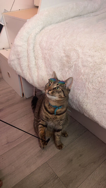 1 year old boy indoor cat