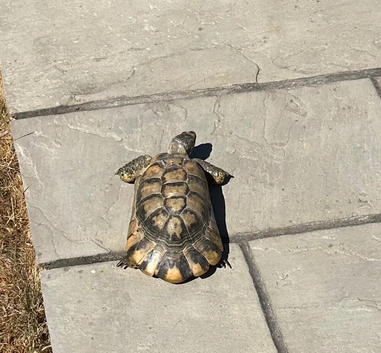 Margrinated male