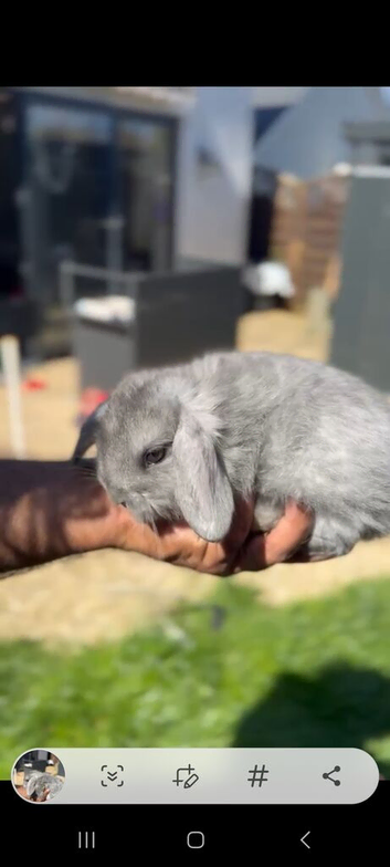 Minilion lop bunnies