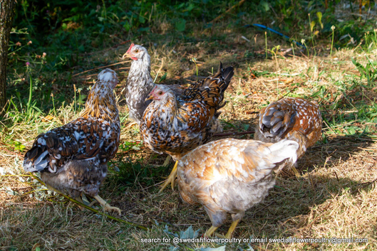 SWEDISH FLOWER HEN - VARIOUS PULLETS - RARE LANDRACE BREED