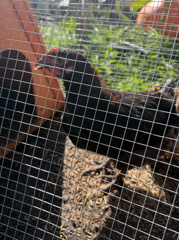 2 French copper marans