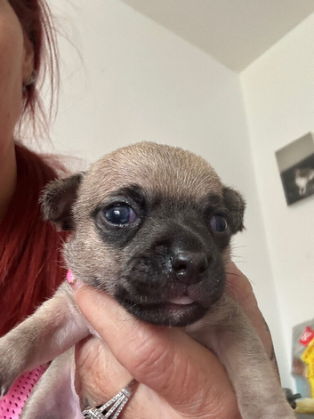 Chihuahua puppies