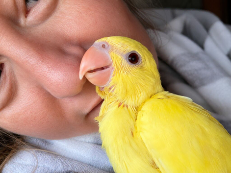 Hand Reared Indian Ringneck Parrots &ndash; Ready Soon