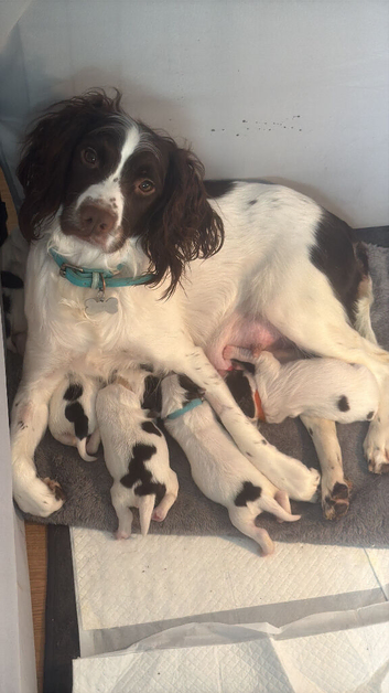 2 sprocker pups for sale