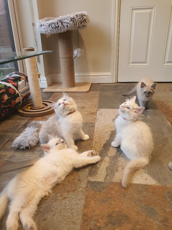 Beautiful GCCF Registered Ragdoll Kittens.