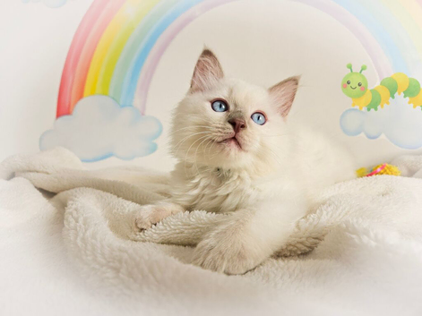 GCCF Registered Ragdoll Kittens