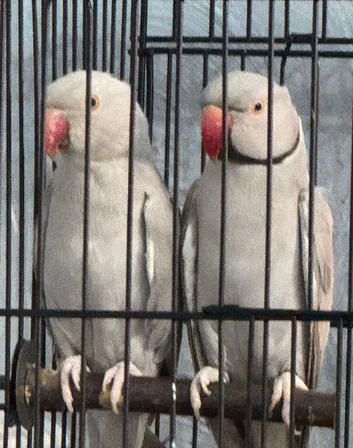 Beautiful VIP Pale/grey bonded indian ringneck mutation pair