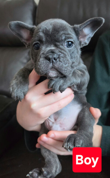 French bulldog puppies