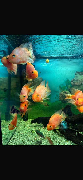 Tropical fish
