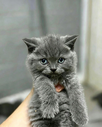 Stunning quality BSH kittens..bundles of joy