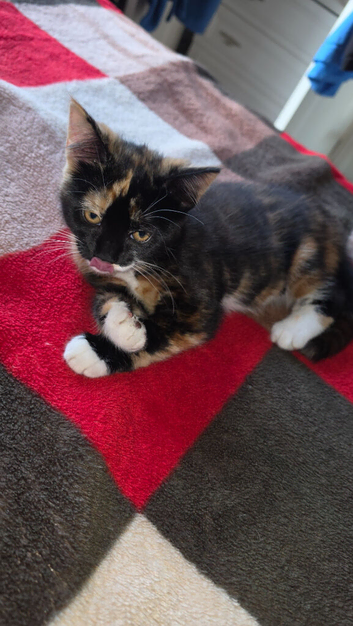 Cat for sale