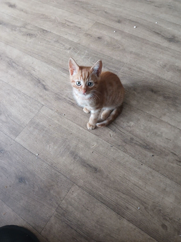 Ginger Kitten