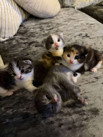 3 girl tabby kittens ready to leave 12th October