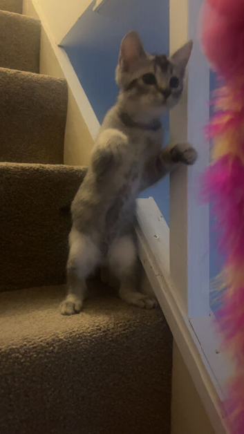 Ragdoll X British Short Hair