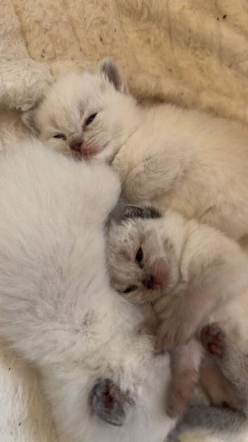 X Breed Ragdoll Kittens for sale