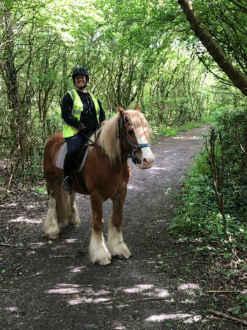 Welsh Cobs On Loan